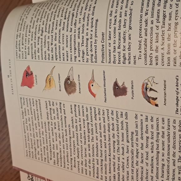 How to attract Birds/ BUNDLE ONLY 2or more items - Picture 6 of 16